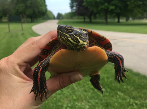 Painted Turtle in the parks