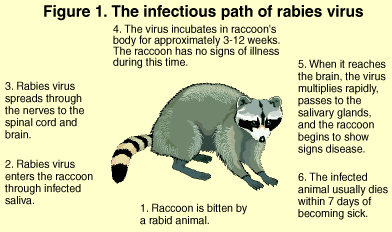 Waukesha County - Rabies Information