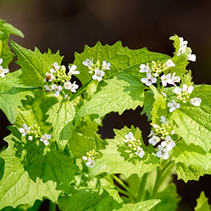 Garlic Mustard Plant Closeup with small white flowers