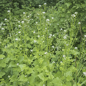 Grove of Garlic Mustard Plants in bloom with small white flowers