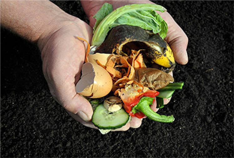 photo of hands holding foods to be composted