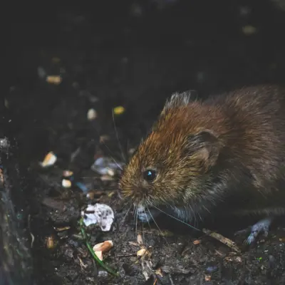 Mouse/Rat