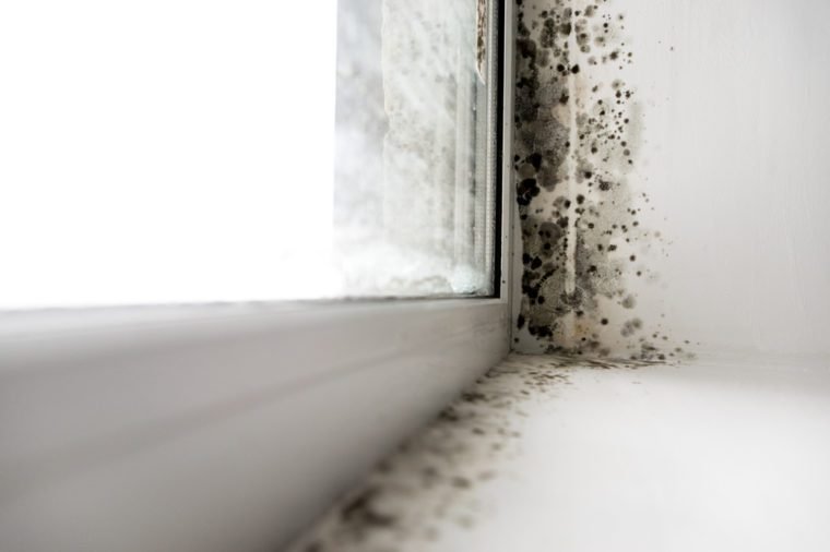 Black Mold around window