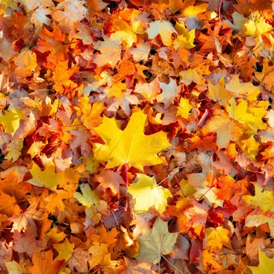 pile of leaves