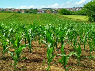 corn field