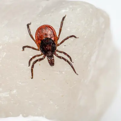 Tick