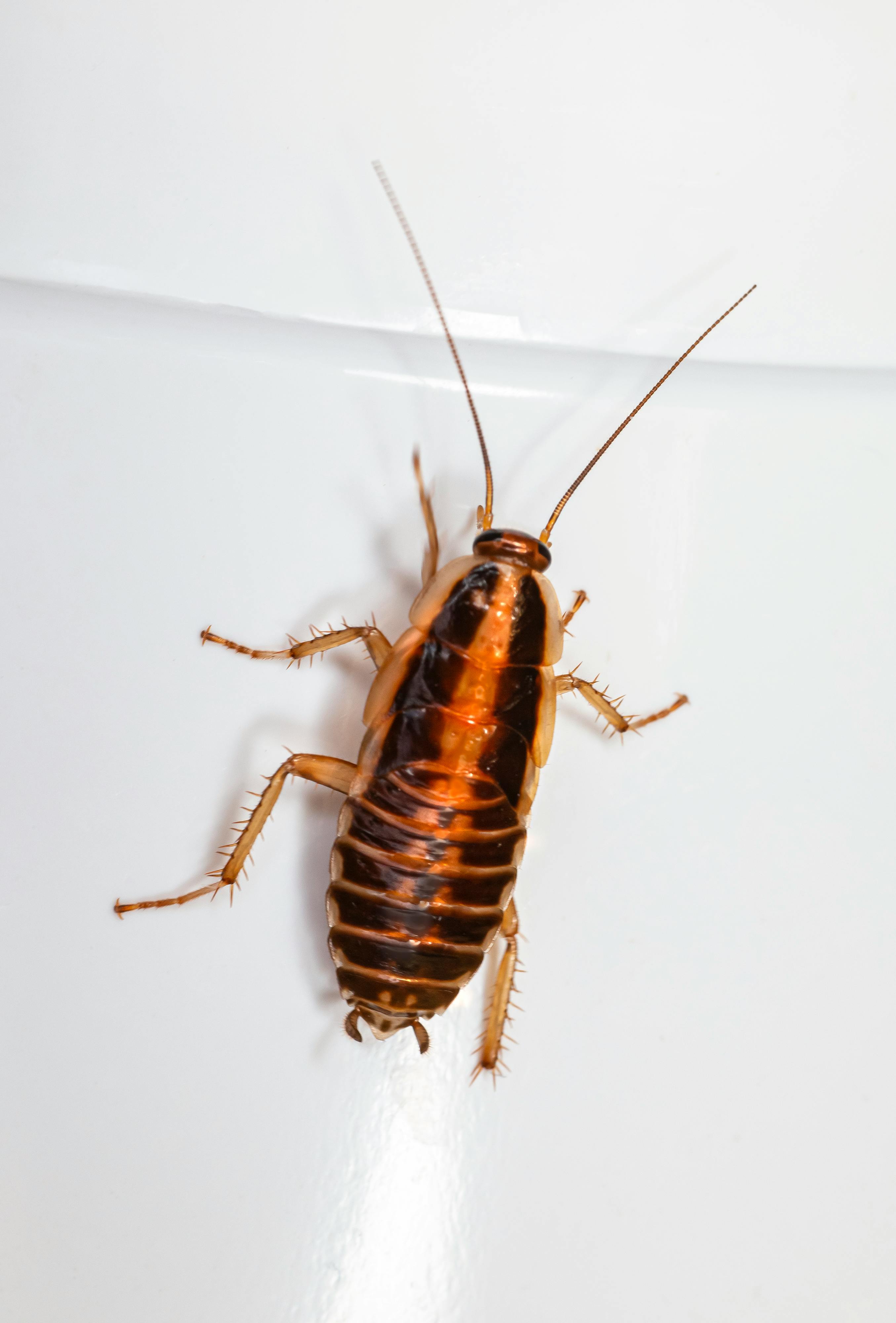 Cockroach